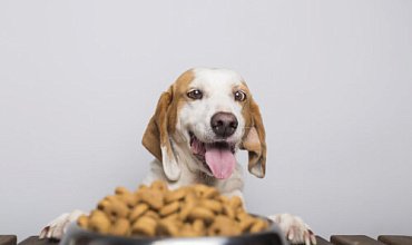 Как с помощью «1С:Управление торговлей» производитель кормов для животных устранил хаос в работе людей 